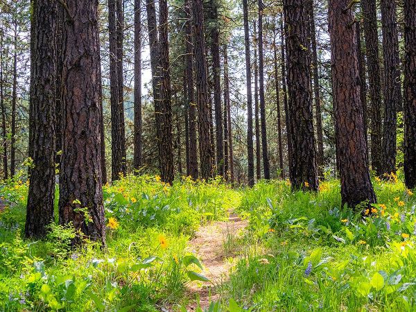 Gulin, Sylvia 아티스트의 USA-Washington State-Leavenworth Balsamroot blooming amongst Ponderosa Pine작품입니다.